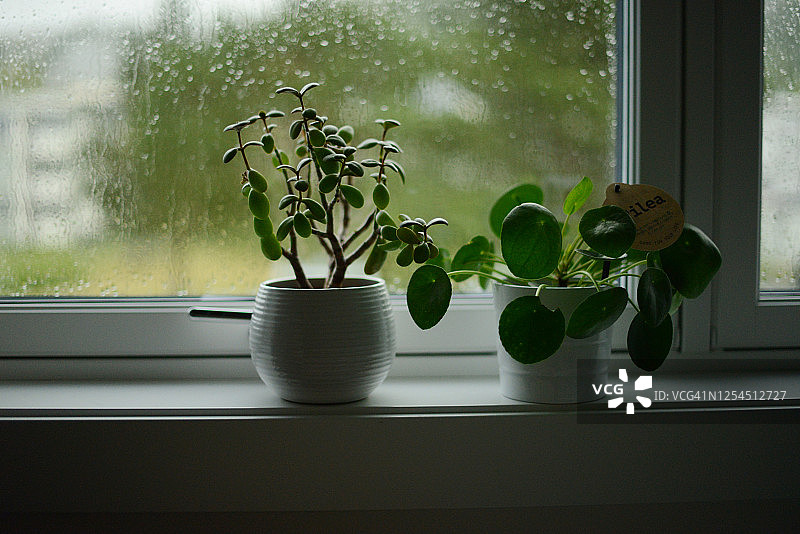 窗台上雨天的两盆绿色盆栽图片素材