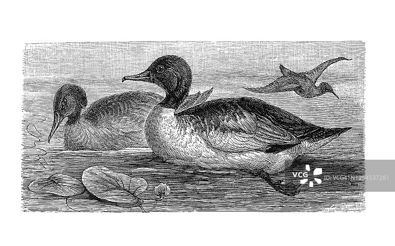 古老的雕刻插图：普通秋沙鸭，游泳鸟类图片素材