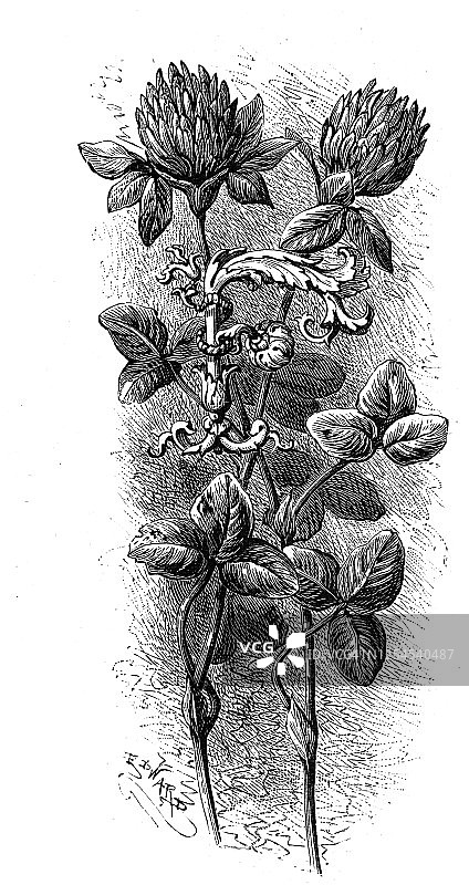 花卉大写字母F图片素材