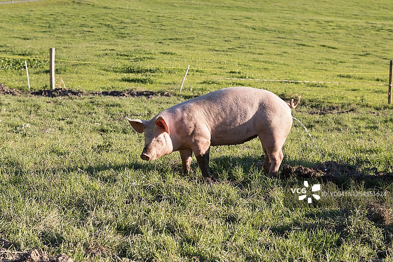 站在草地上的牛的侧面图图片素材