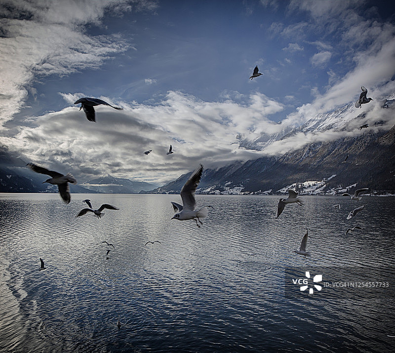 一群海鸥飞过冬日的布里恩茨湖图片素材
