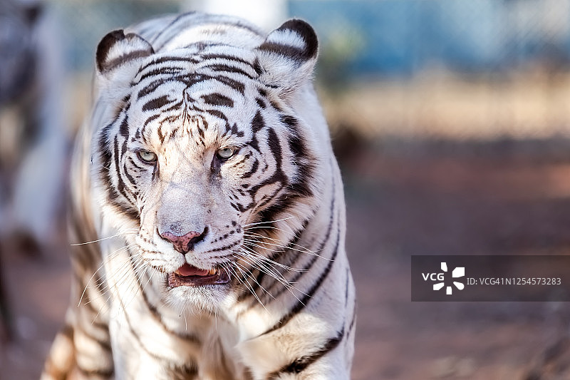 白色孟加拉虎特写肖像照图片素材