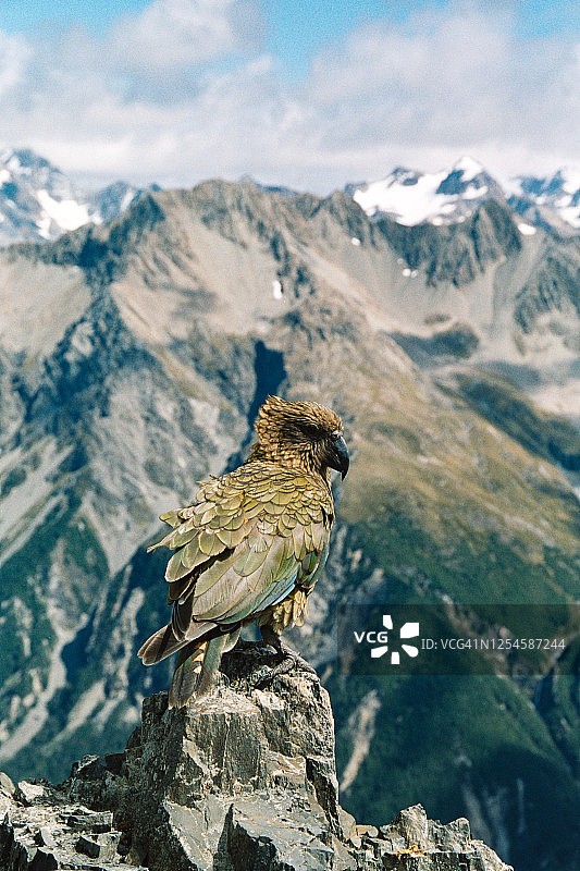新西兰南阿尔卑斯山上的啄羊鹦鹉图片素材