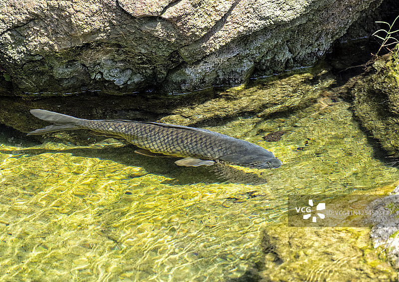 鲤鱼在清澈的河流中游泳图片素材