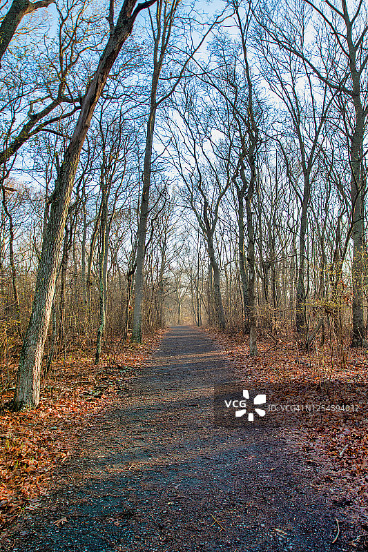 通往怀特奥克步道2号小路，维尔特海姆国家野生动物保护区，纽约州雪莉图片素材