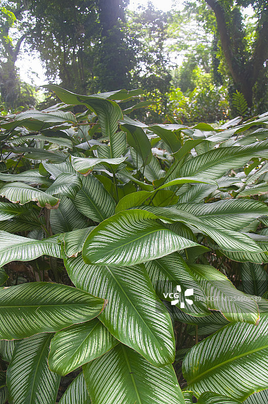 条纹竹芋，热带雨林图片素材