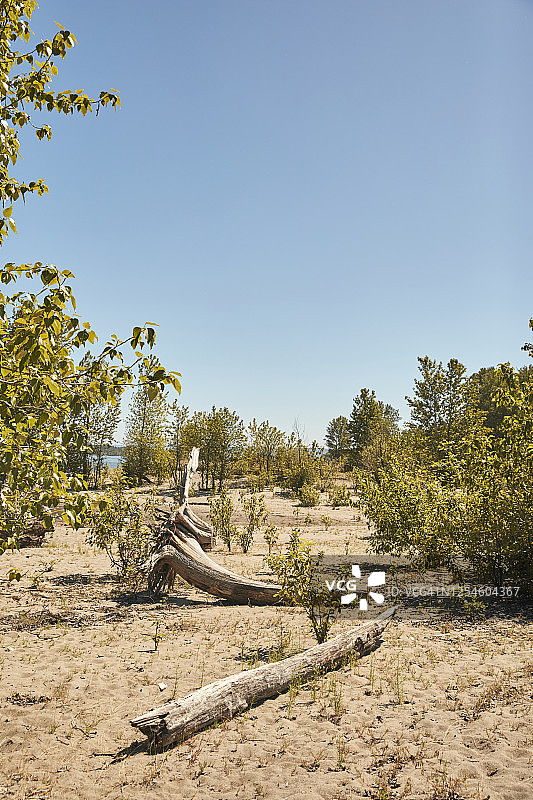 哥伦比亚河沿岸海滩上的浮木图片素材