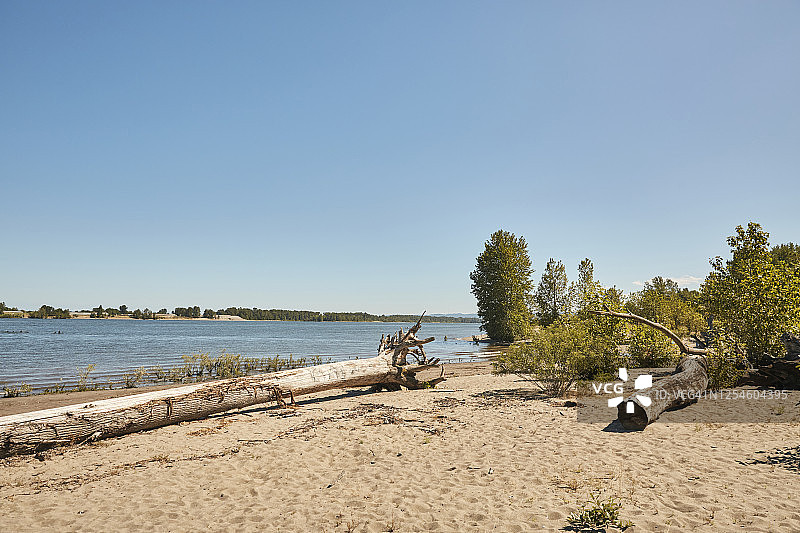 哥伦比亚河沿岸海滩上冲刷上来的大木头图片素材