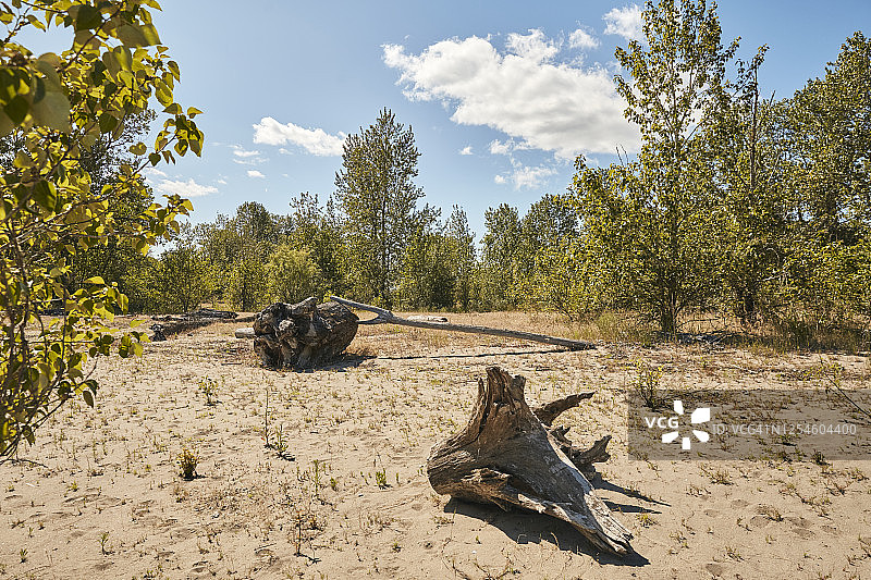 哥伦比亚河岸边的大原木和浮木图片素材