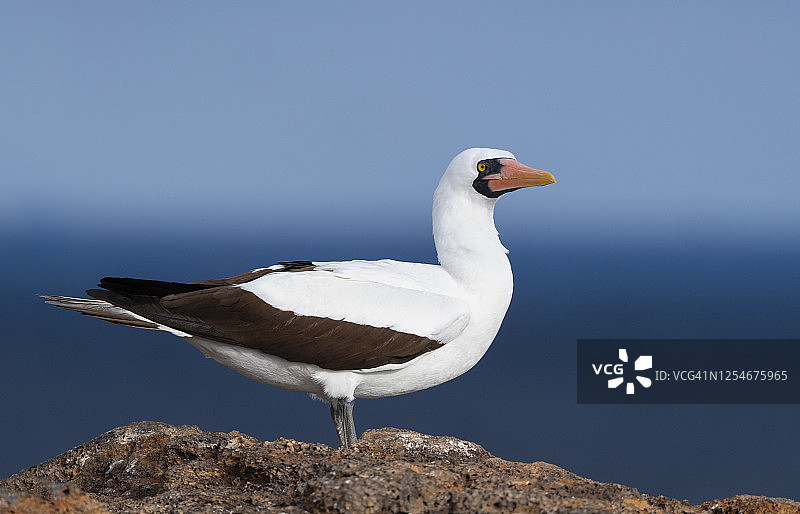加拉帕戈斯群岛的热带鲣鸟图片素材
