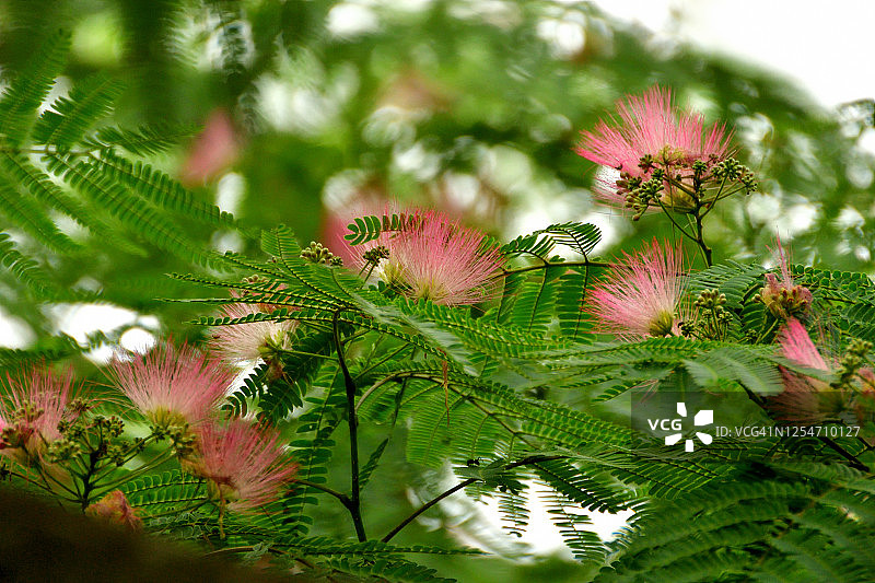合欢花图片素材