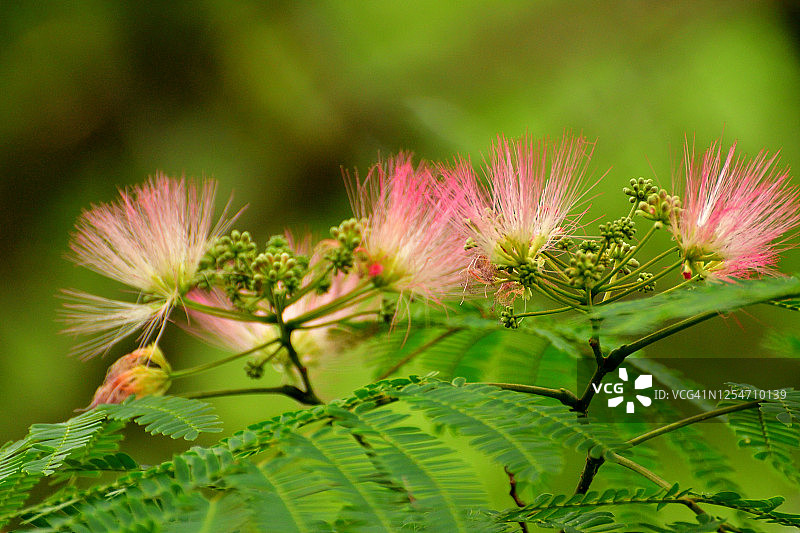 合欢花图片素材