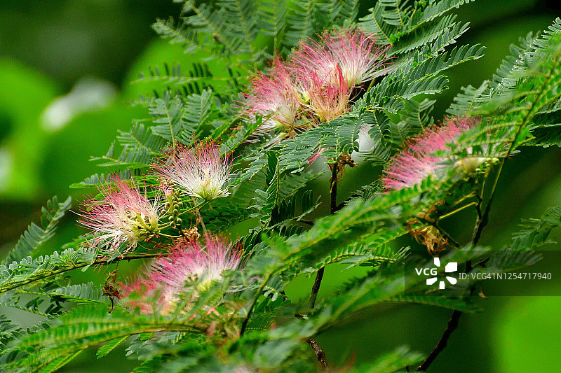 合欢花图片素材