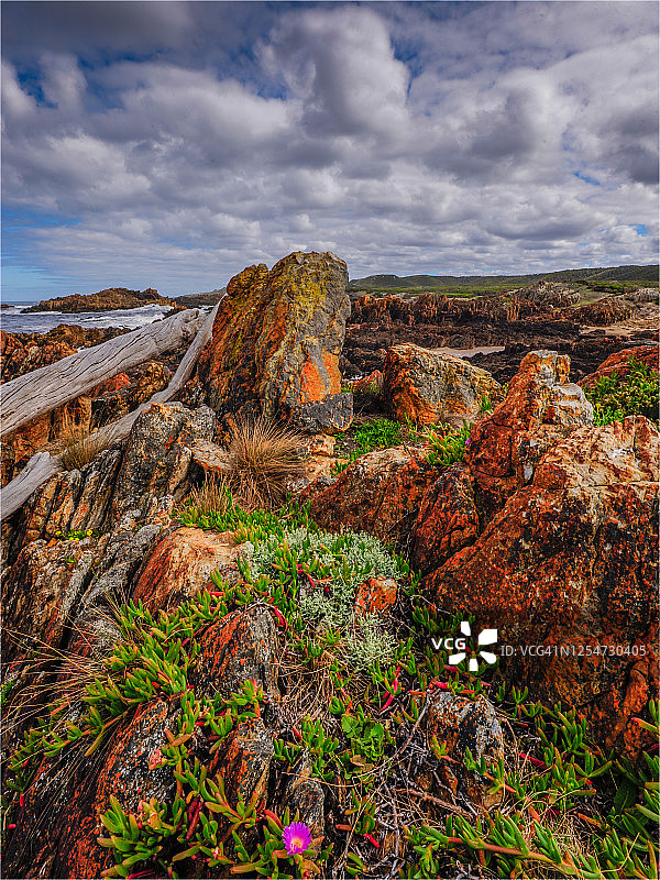 澳大利亚塔斯马尼亚西海岸的塔金荒野图片素材