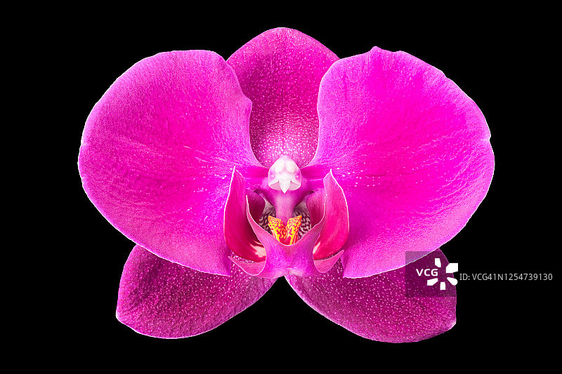 黑色背景上的紫色蝴蝶兰特写图片素材
