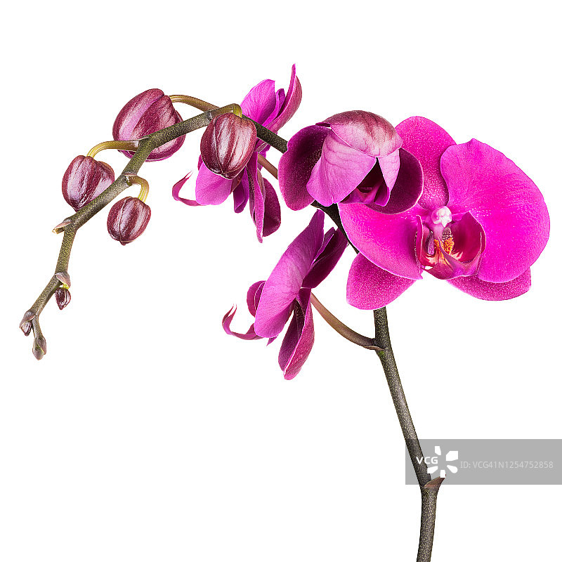 白色背景上孤立的蝴蝶兰分枝图片素材