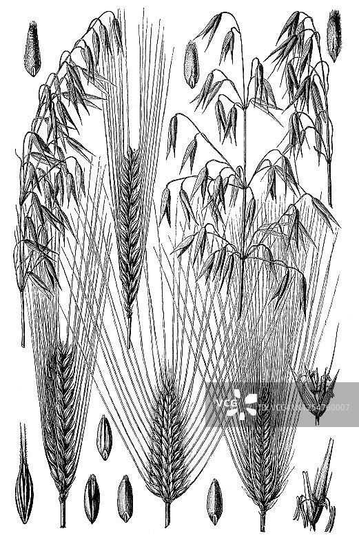 老式谷物植物雕刻插图图片素材