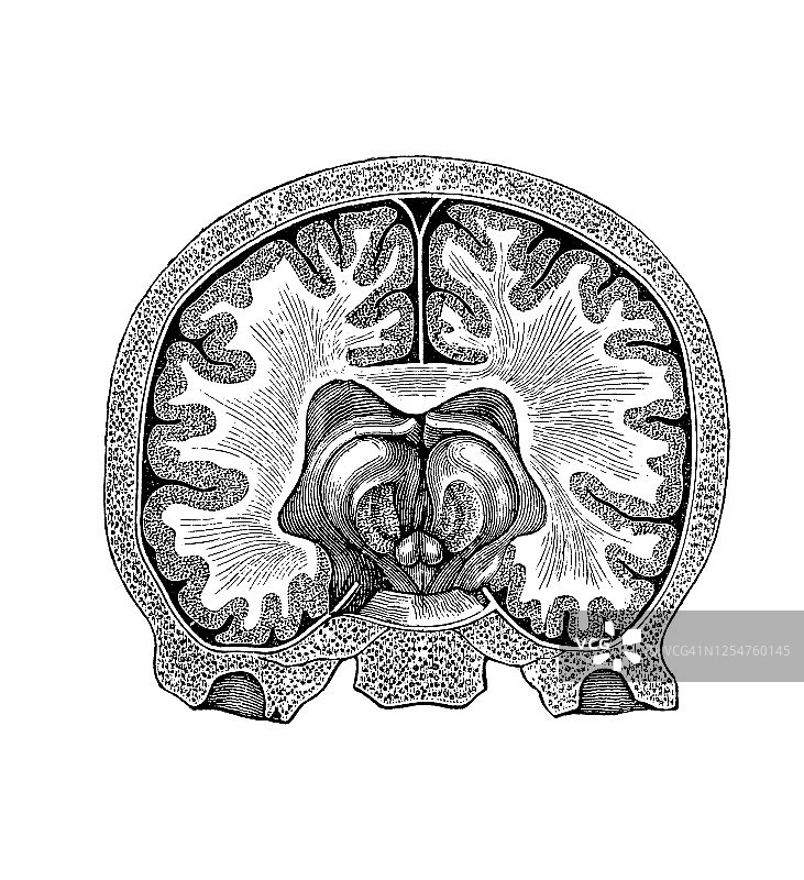 人脑横截面解剖结构的古老雕刻插图图片素材