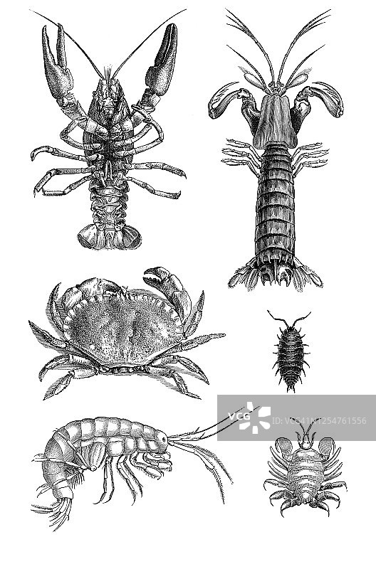 甲壳类动物古老雕刻插图图片素材
