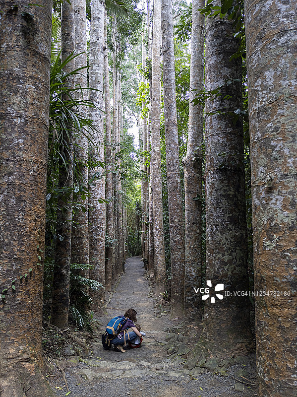 森林漫步图片素材