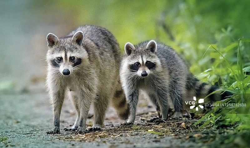 在宾夕法尼亚州奥杜邦看向镜头的两只可爱浣熊图片素材