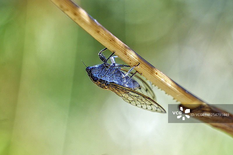 红脉隧蜂图片素材