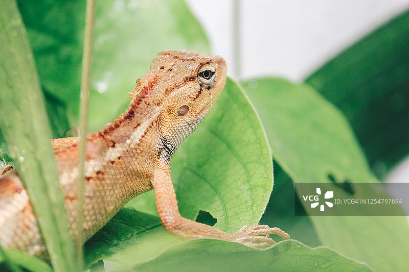 在热带丛林树枝上栖息的东方园林蜥蜴或变色树蜥，亚洲蜥蜴，背景是模糊的绿色森林，亚洲动物，爬行动物图片素材