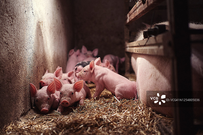 谷仓里的小猪图片素材