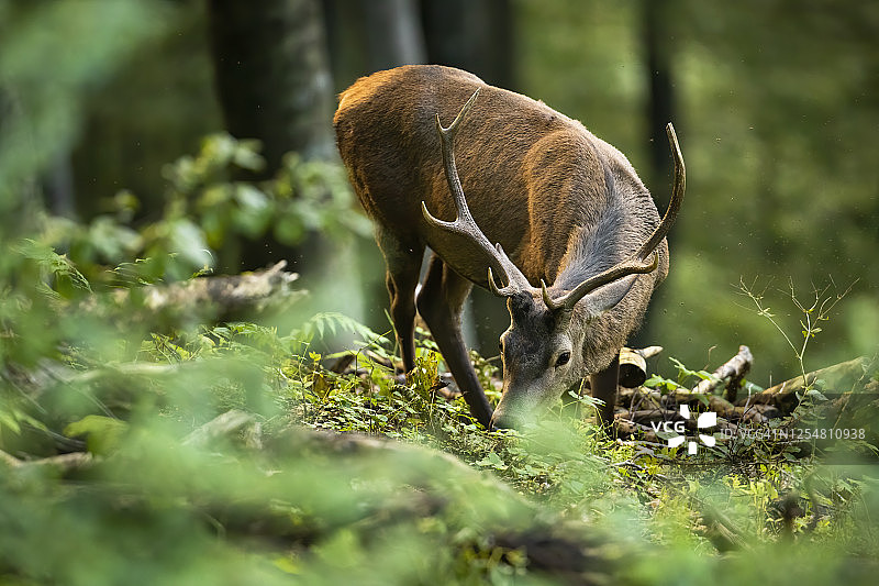 夏季森林中， unaware 的红鹿在绿色植被上吃草图片素材