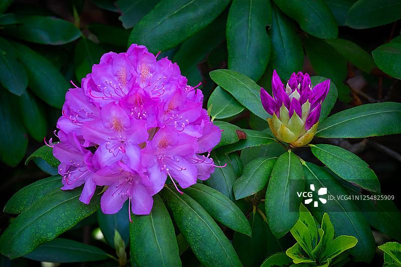 纽约长岛冷泉港的杜鹃花图片素材