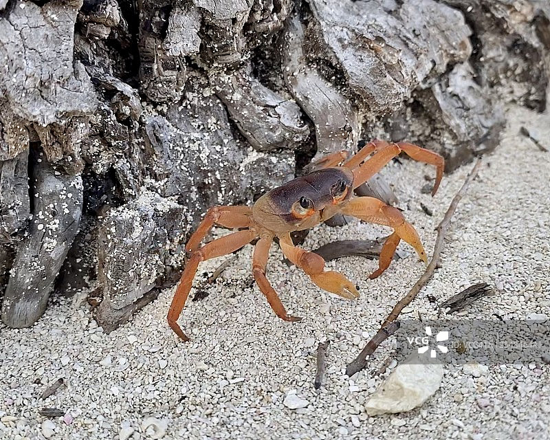 幼年陆蟹，大开曼岛图片素材