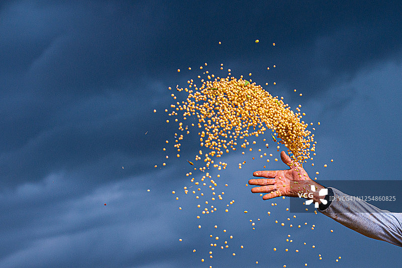 在空中撒大豆图片素材