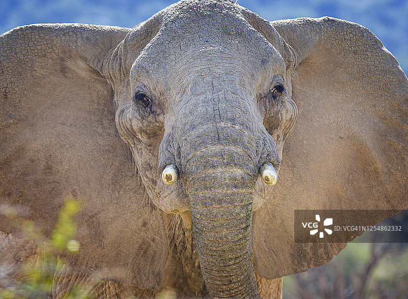 在肯尼亚莱基皮亚面对镜头的愤怒公牛象图片素材