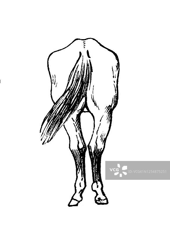 跗关节缺陷，马外形解剖古版画图片素材