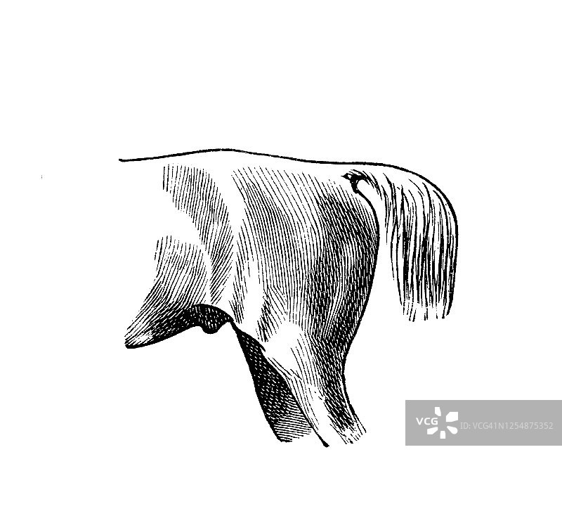 直尻，马的外部，马科动物解剖学古老雕刻插图图片素材