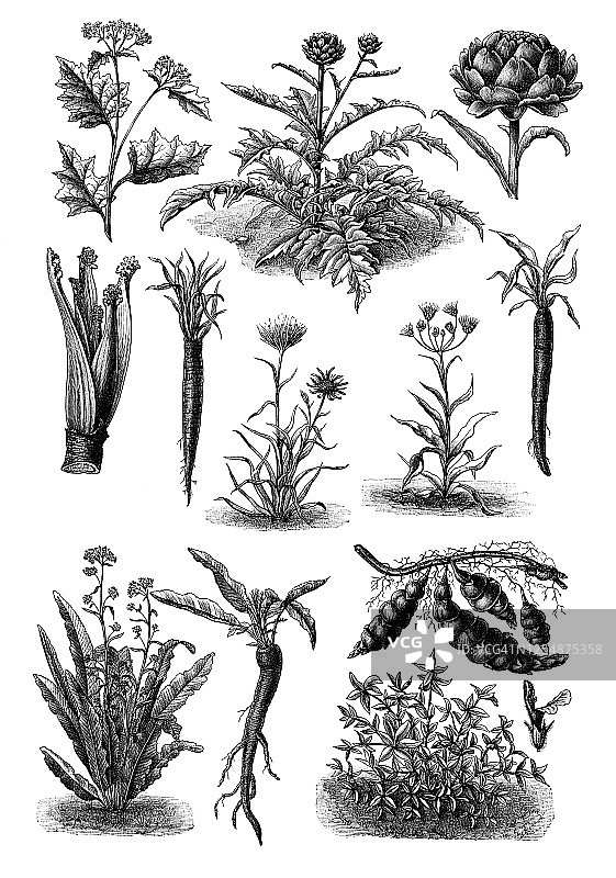 蔬菜植物老式雕刻插图图片素材