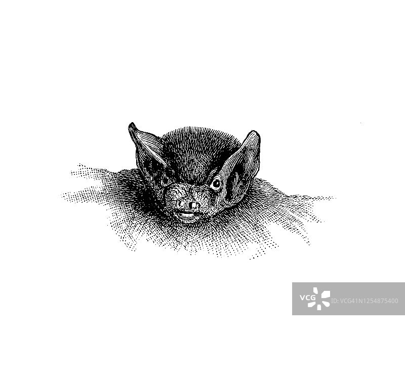 蝙蝠头部雕刻插图图片素材