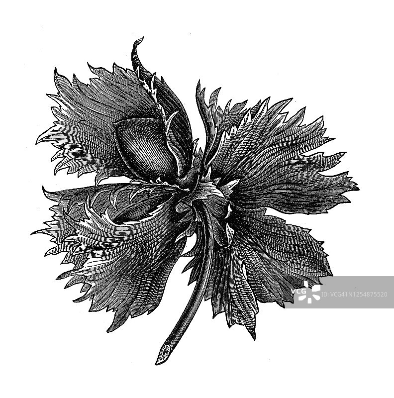 榛子古老雕刻插图图片素材