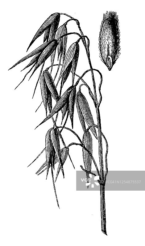 裸燕麦谷物植物版画图片素材