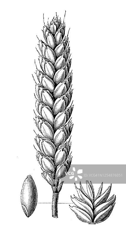 普通小麦（面包用小麦，谷类植物）古版画插图图片素材