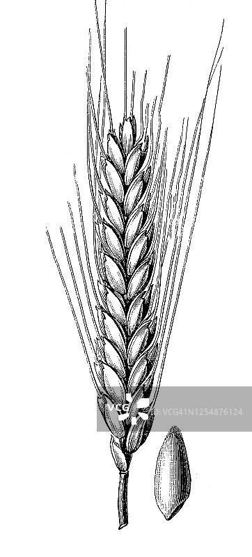 二粒小麦(Triticum turgidum ssp.)面粉，面包，谷物植物图片素材