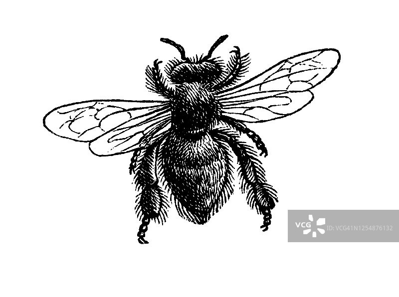 意大利蜜蜂古版画图片素材