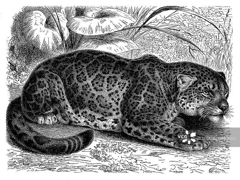 老式雕刻插图：美洲虎（Panthera onca）- 食肉动物图片素材