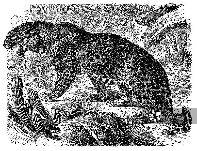 豹（Panthera pardus, felis leopardus）- 食肉动物的古老版画图片素材