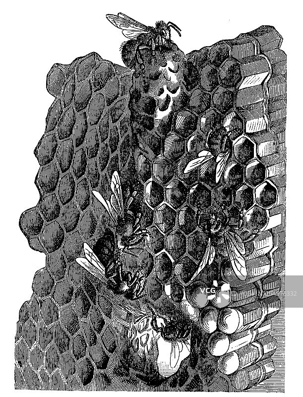 蜂巢结构古版画图片素材