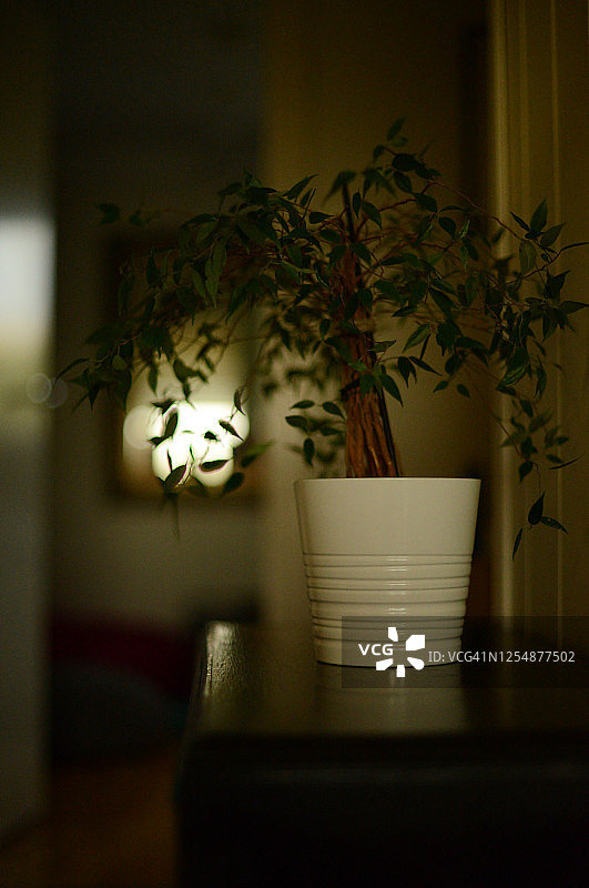 白色花盆中的绿色盆栽植物图片素材