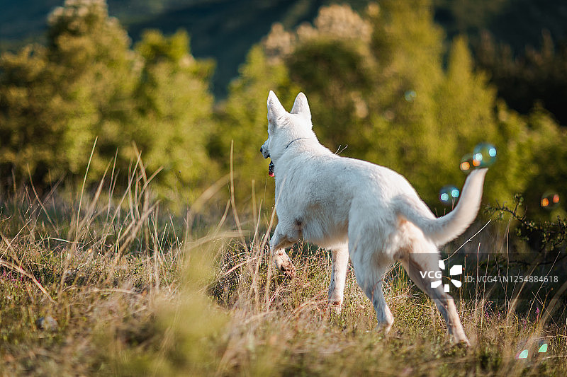 偷偷冒泡的东西图片素材