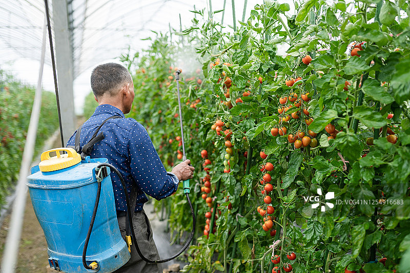 老人在番茄地里使用杀虫喷雾器图片素材