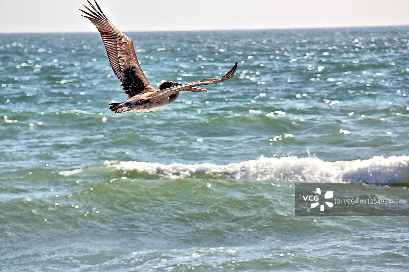 加利福尼亚褐鹈鹕图片素材