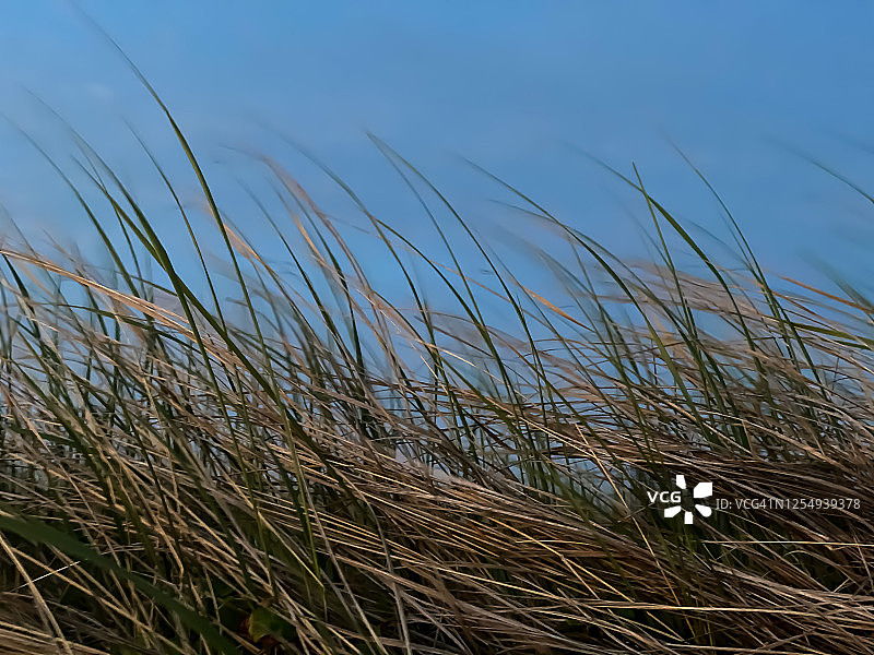 海岸沼泽与沙丘景观图片素材